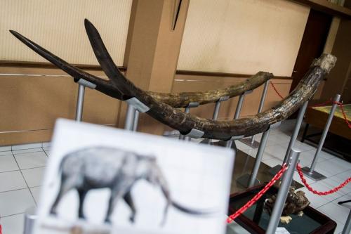 Fosil Gading Gajah Berusia 1,5 Juta Tahun Ditemukan di Jawa Barat